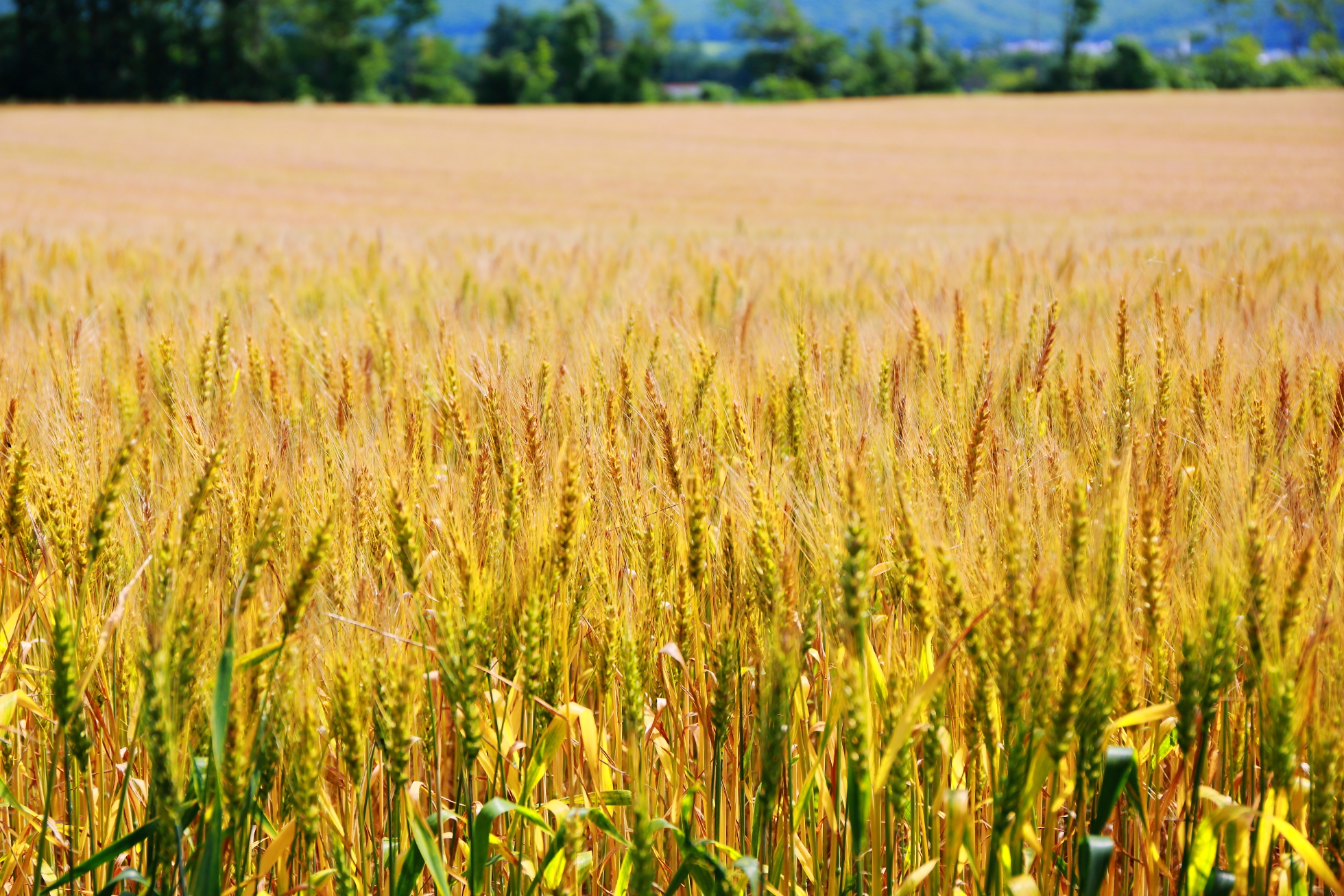 10月15日(月)〜31日(水) Feel HOKKAIDO ~北の実りカフェ~ 10月15日(月)〜31日(水) Feel HOKKAIDO ~北の実りカフェ~